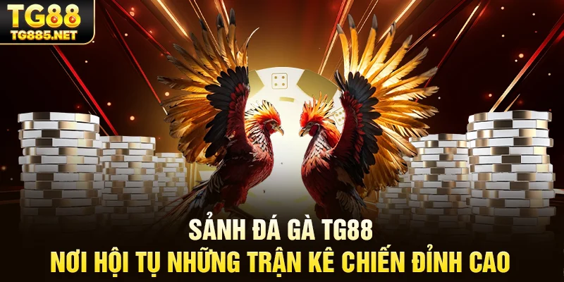 Sảnh đá gà TG88 – Nơi hội tụ những trận kê chiến đỉnh cao